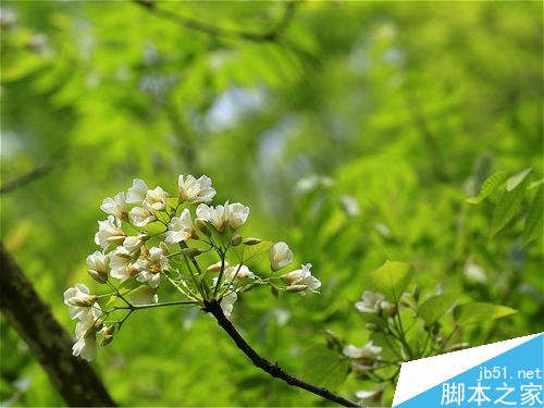 樱花与绿叶相衬示例