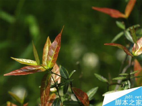 杜鹃花构图示例