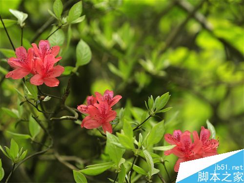 玉兰花正面拍摄示例