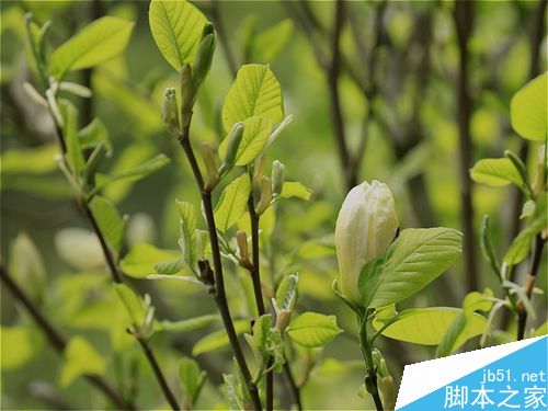 低角度樱花拍摄示例