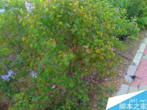 含苞待放的丁香花