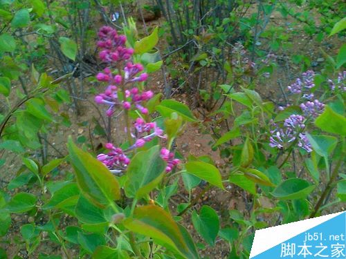 丁香花花蕊特写