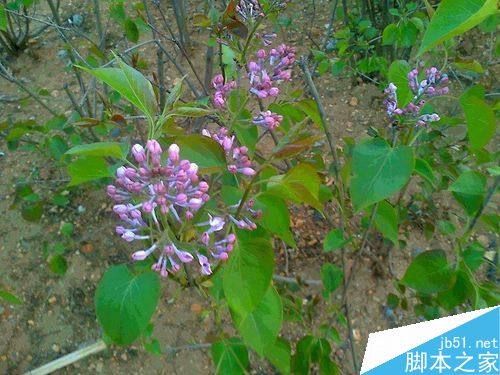 丁香花绽放画面