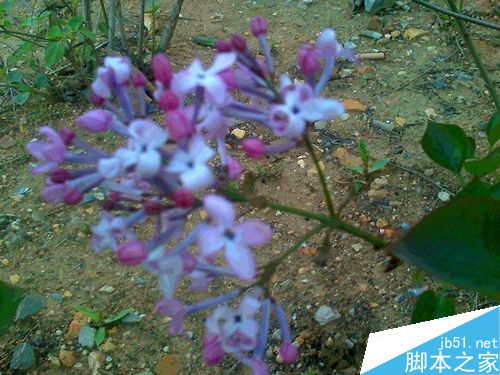 丁香花全景