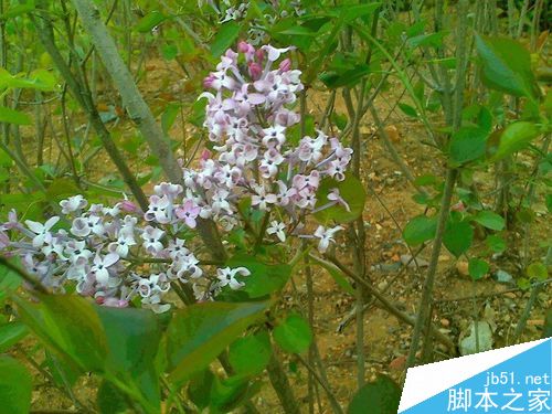 丁香花绽放全过程