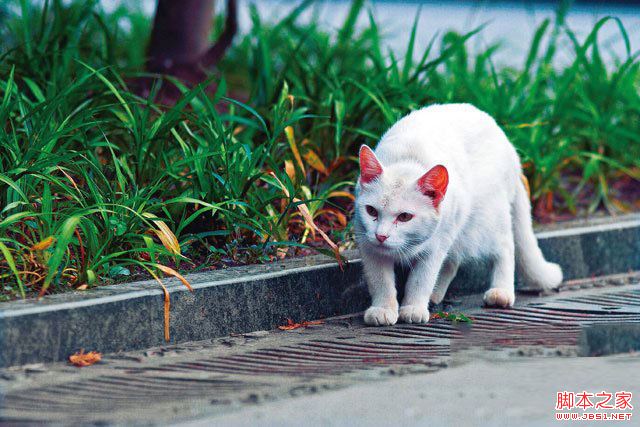 连续对焦拍摄小猫