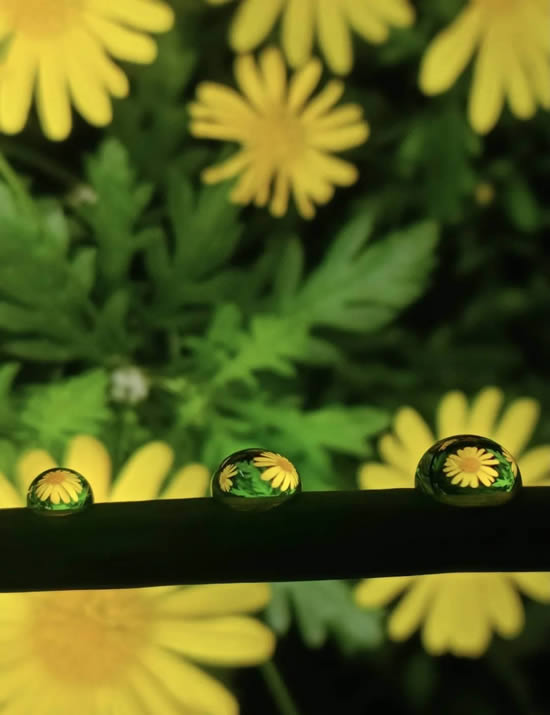 手机摄影技巧：教大家如何拍好水珠