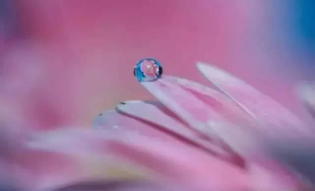 手机摄影技巧：教大家如何拍好水珠