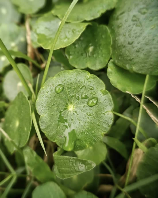 手机摄影技巧：教大家如何拍好水珠