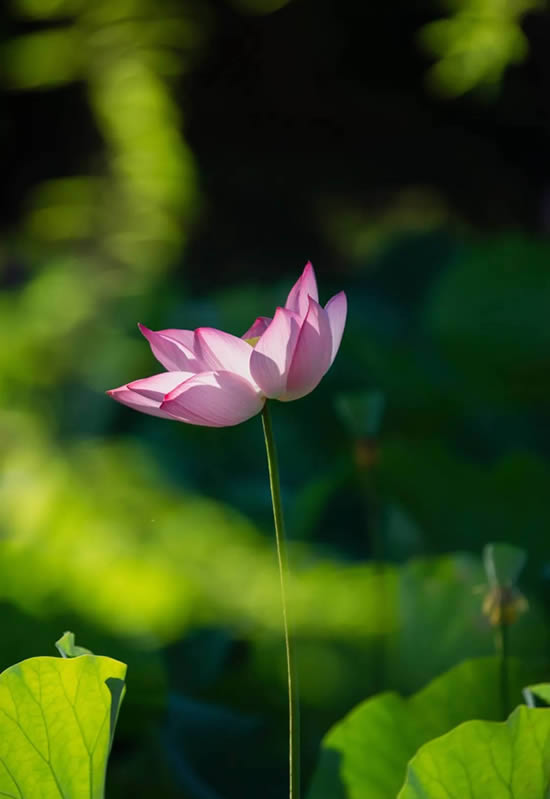 逆光拍摄