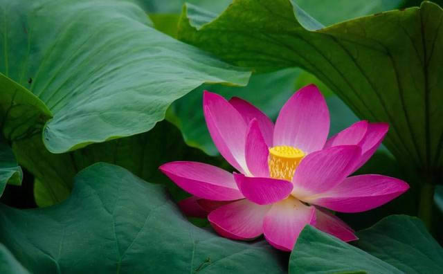 荷花拍摄参数
