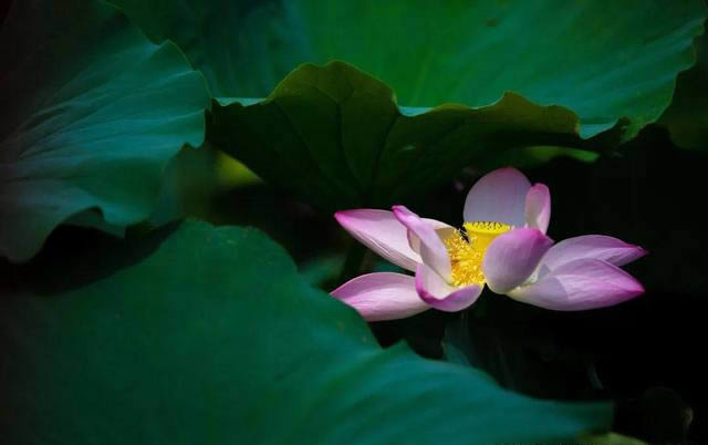 明暗对比
