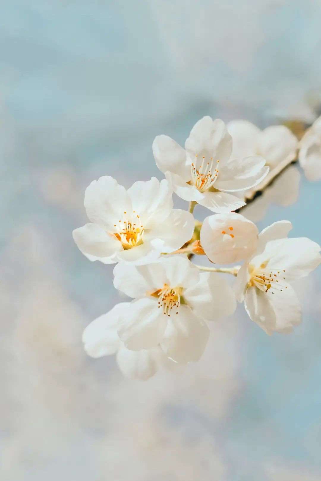 聚焦单朵花示例