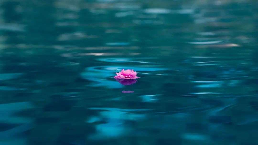 花瓣漂流示例